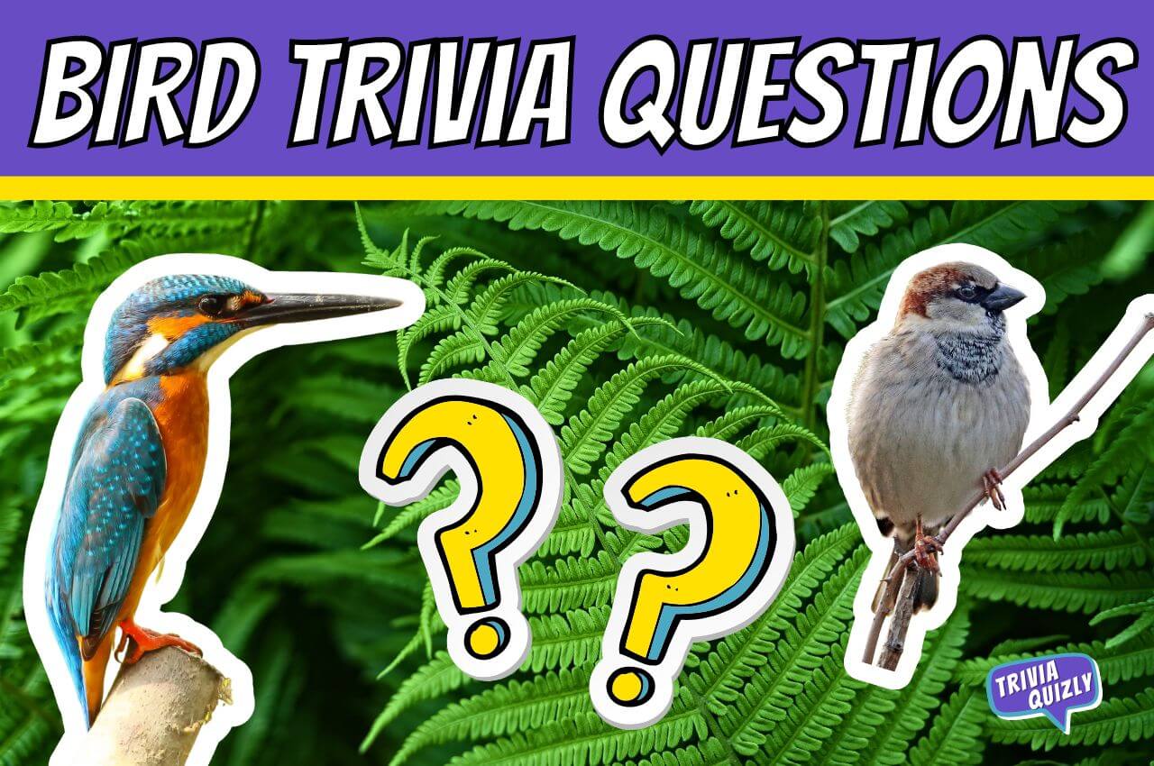Bird trivia image