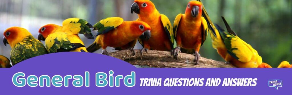General bird trivia image