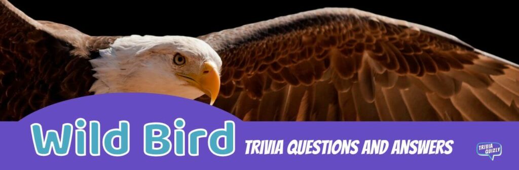 Wild Bird trivia image